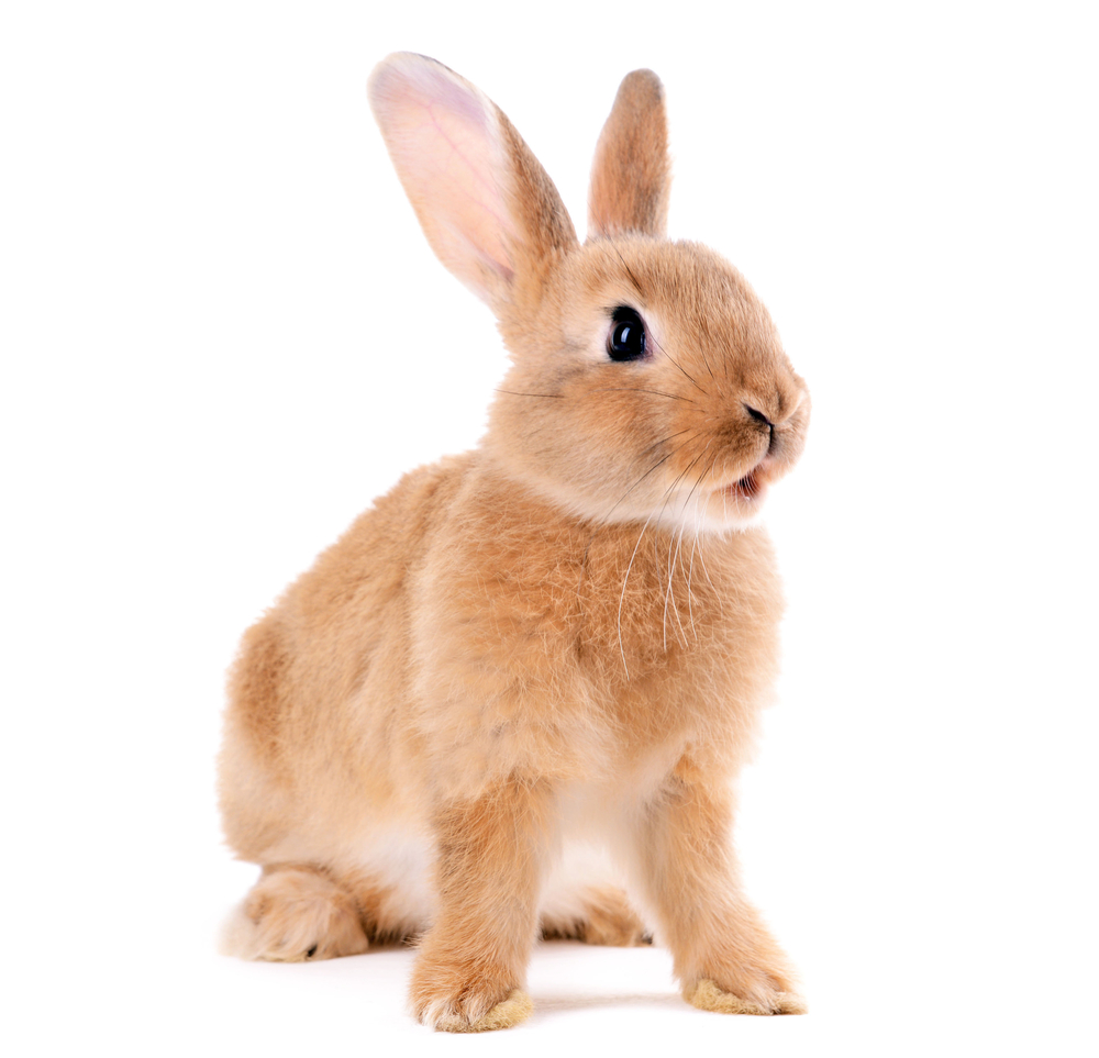 Animal diet and bedding for Rabbit
