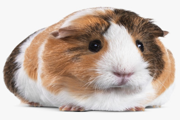 Animal diet and bedding for guinea pig